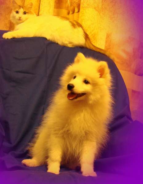 Шелти. Щенки. Питомник в Екатеринбурге фото 13