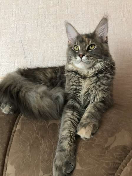 Was Wonderful Maine Coon Cats в Барнауле фото 3