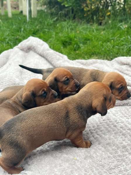Sale of dachshund puppies в 
