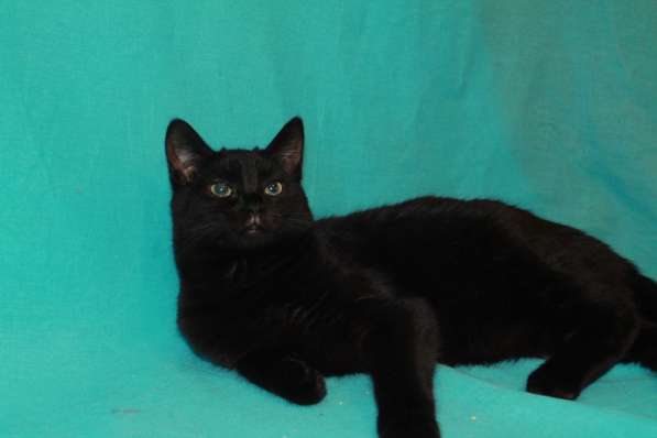 Красавица Кармен, черная ласкушка. Молодая кошка в добрые ру
