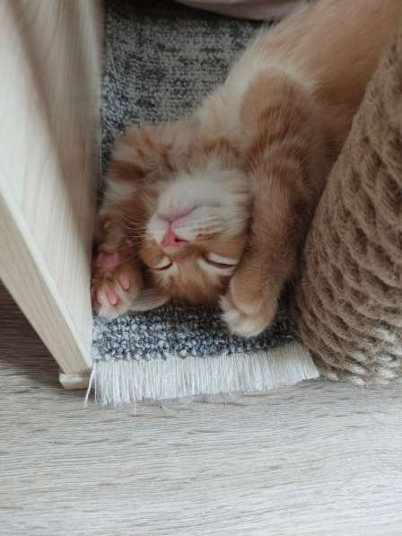 Продажа породистых котята породы Мейн-кун в Москве фото 20