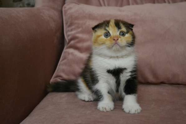 Scottish Fold & Straight в фото 6