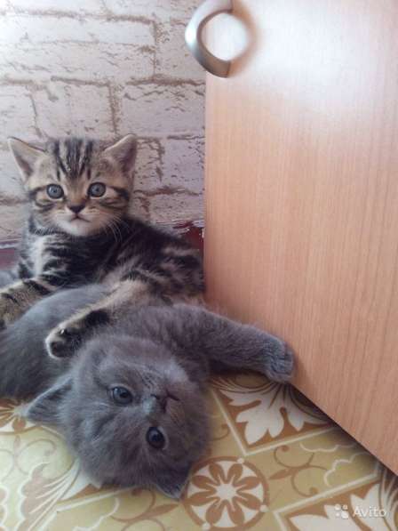 Котята в Челябинске фото 8