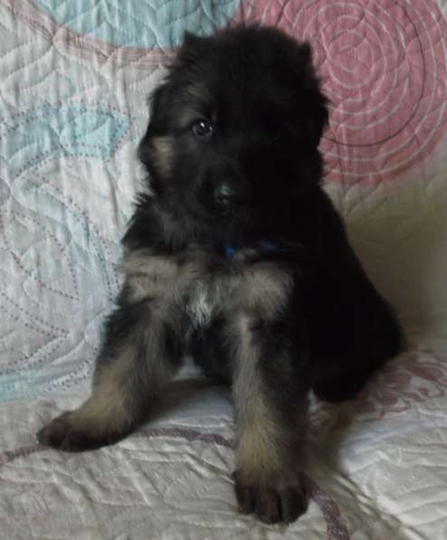 Продам щенков Д/Ш немецкой овчарки в Абакане фото 15