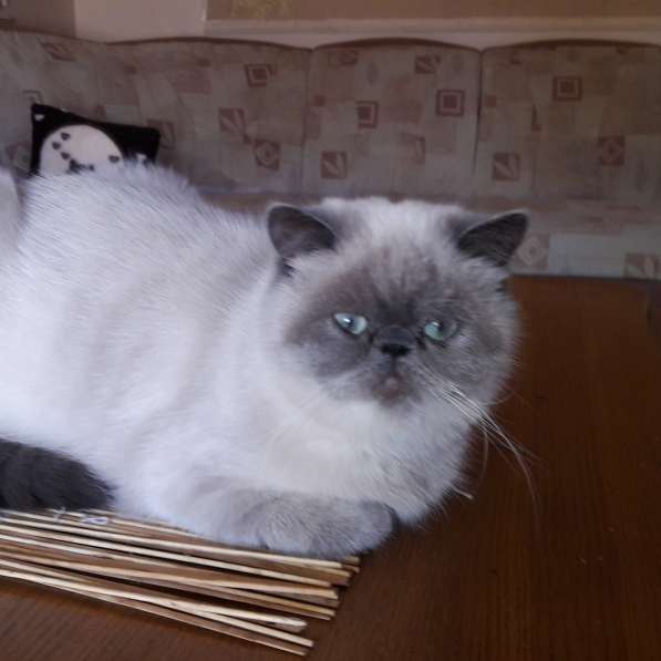 Экзотическая котята в фото 6