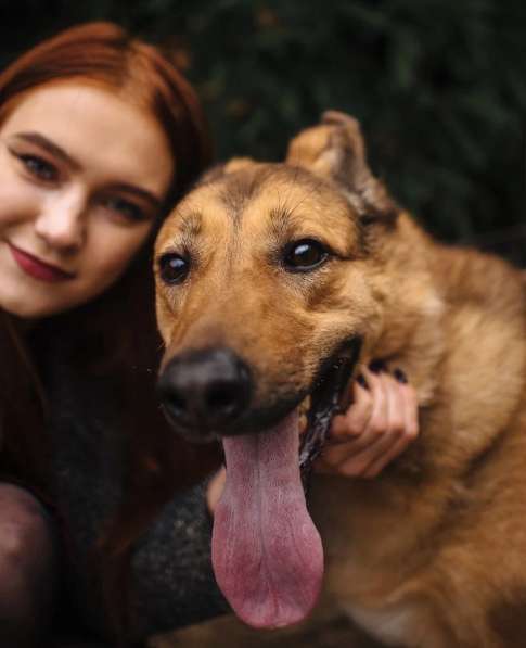Хороший рыжий пес, лучший друг человека в Санкт-Петербурге