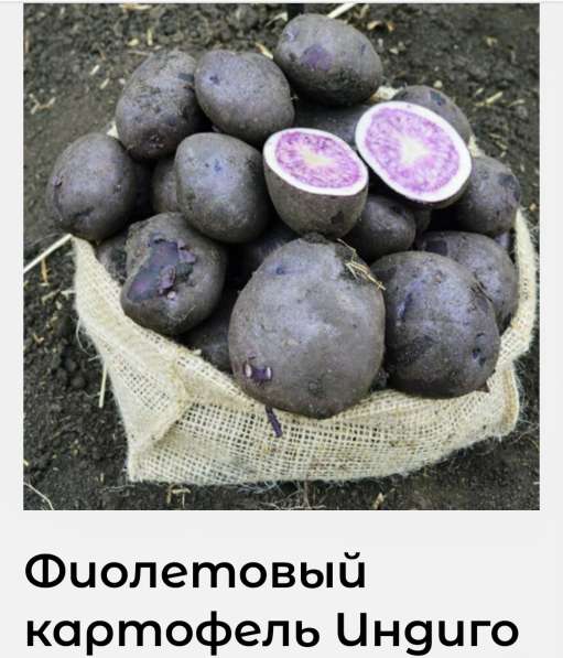 Продам семенной фиолетовый картофель