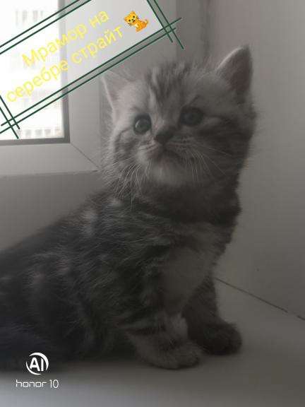 Шотландские котята продажа в Воронеже фото 3