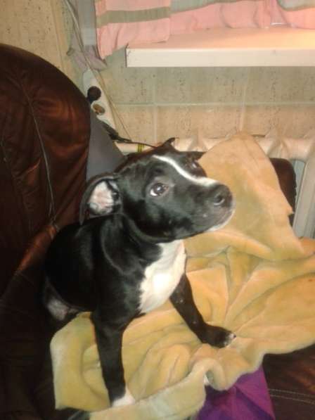 Продам щенков Амстаффордшира в Симферополе фото 9