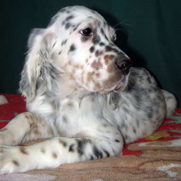 Английский сеттер щенки из элитного питомника в Москве фото 124