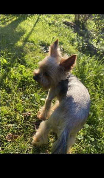 Вязка мини Йорк в Санкт-Петербурге фото 34