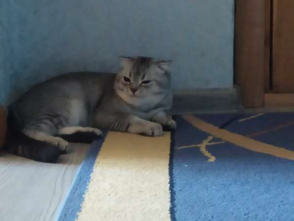 Вязка Шотландского кота в Костроме фото 3