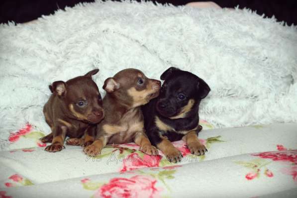 Щенки Русского той -терьера в Новосибирске фото 32
