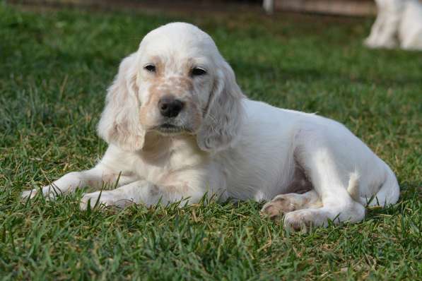 Английский сеттер щенки из элитного питомника в Москве фото 160