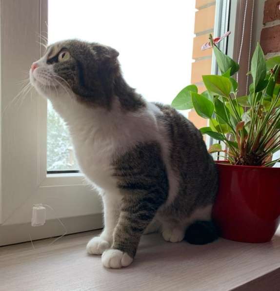 Булочка - шотландская вислоухая кошка ищет дом! в Москве фото 5
