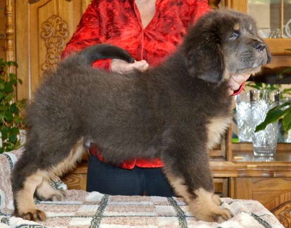 Тибетский мастиф - лучший страж на территории в Москве фото 33