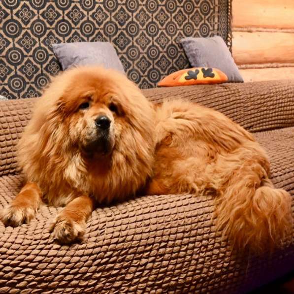 Бронирование щенков Тибетского Мастифа в Москве фото 7