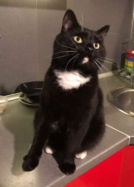 Масяня, самый добрый котик в добрые руки в Москве