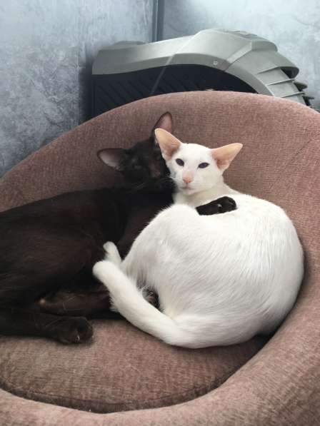 Ориентальные котята в Санкт-Петербурге фото 3