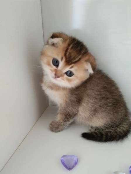 Шотландский малыш