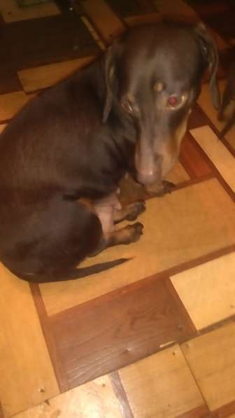 Щенки таксы миниатюрной в Твери фото 10