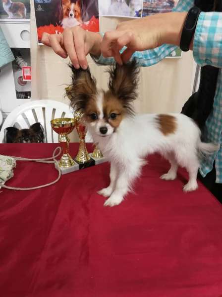 Щенки папильона в фото 3