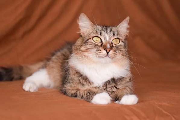 Пушистая молодая кошечка Джина в дар в Москве фото 4