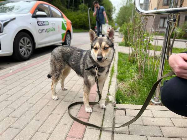 Ищем дом молодой, разноглазой красавице в Москве