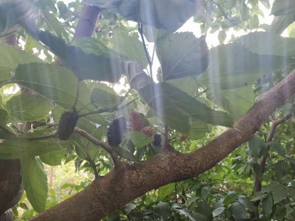 Ровный участок на 7км СТ Горнодолинный в Севастополе фото 7