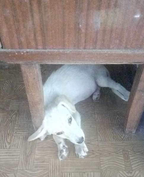 Милый щенок в ответственные руки)) в фото 5