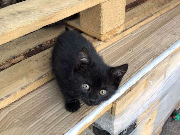 Очаровательные трогательные крохи-котята ищут дом в Москве