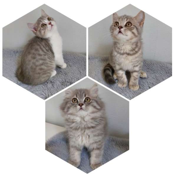 Котята Британской короткошерстной породы в фото 8