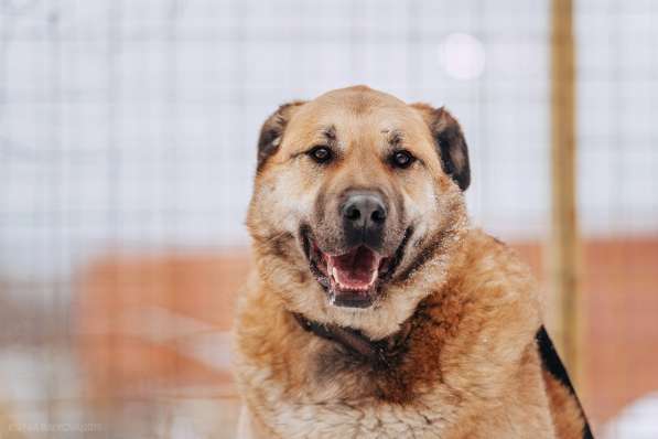 Кохинор ищет семью в Москве фото 45