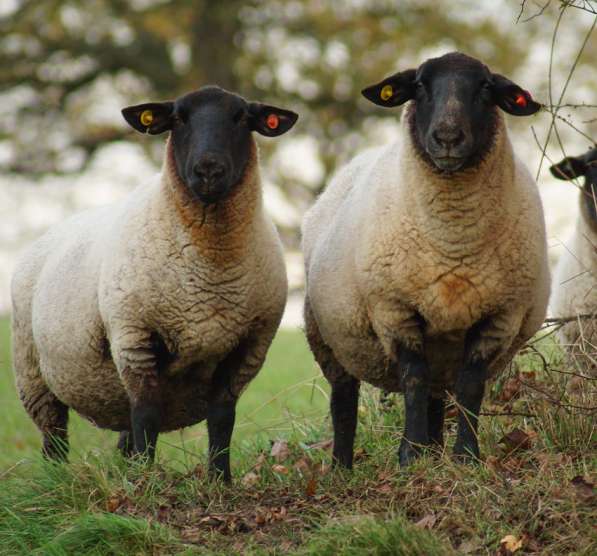 Племенные овцы Суффолк (Скот из Европы класса Элита) в фото 4