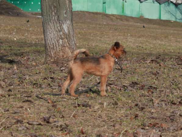Великолепные щенки гриффона и пти-брабансона. Вязки в Москве фото 19