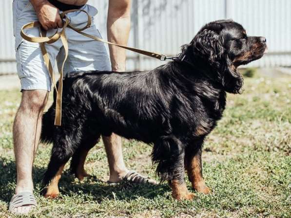 Крупный пёс Цезарь в Краснодаре фото 3