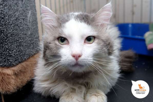 Кот Малевич