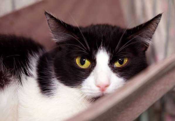 Подойдет ли вам кошечка Есения в Москве