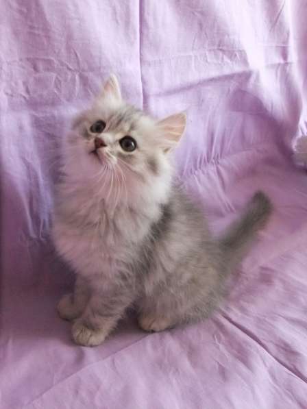 Котенок шотландской вислоухой в Санкт-Петербурге фото 6