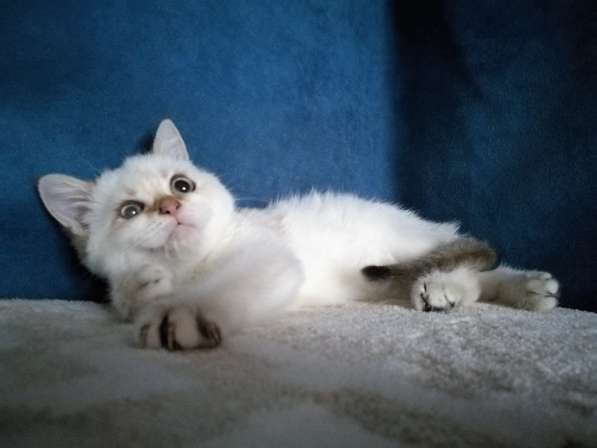 Котик с голубыми глазами в Казани