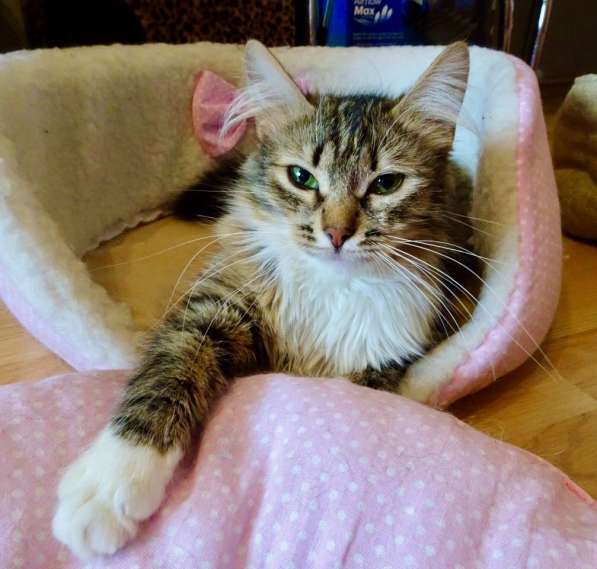 Шикарная пушистая трехцветка Джулия в добрые руки в Москве фото 4