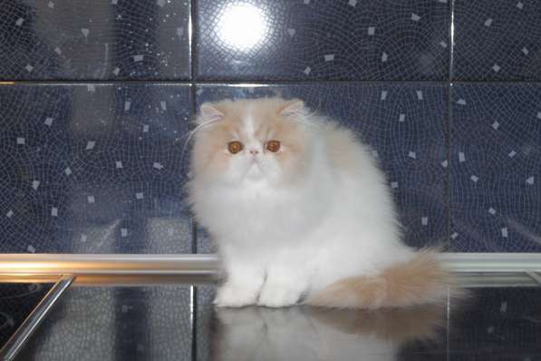 ГУЧЧИ в Москве фото 14