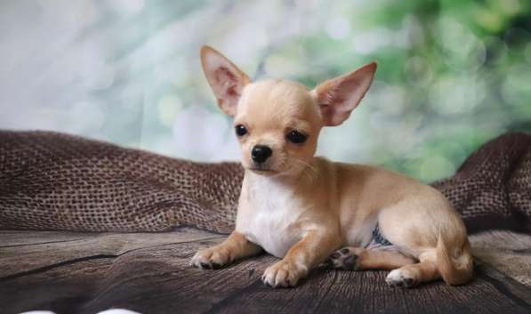 Чихуахуа щенки в Москве фото 10