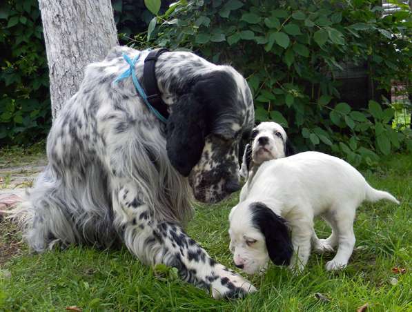 Английский сеттер щенки из элитного питомника в Москве фото 34