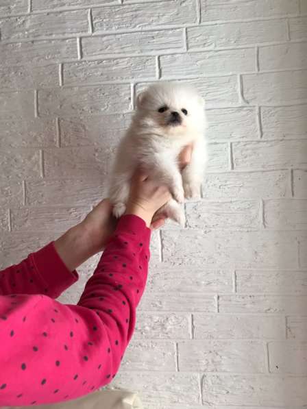 Щенки Шпица в Саратове фото 17