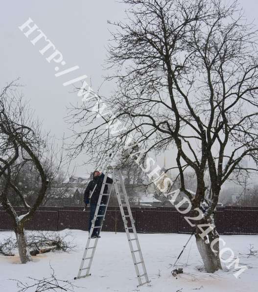 Обрезка плодовых деревьев и кустарников весной в Москве