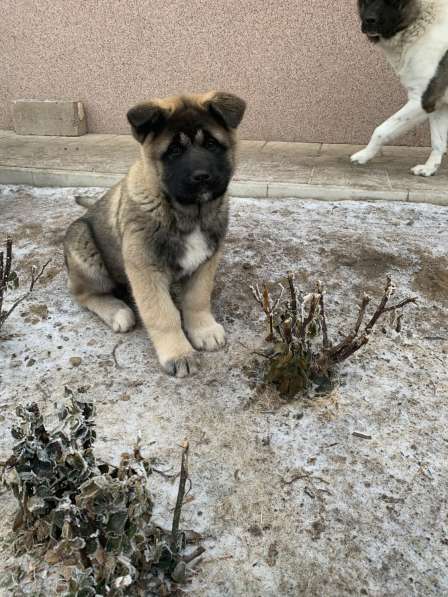 Акита в Ростове-на-Дону фото 91