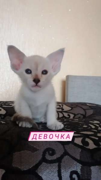 Ориентальные котята в Омске фото 7
