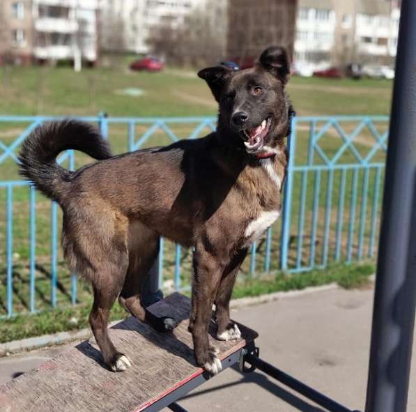 Жизнерадостная Сабрина –собака с особенностью! Обожает детей в Москве фото 4