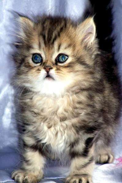 Persian, Himalayan, Chinchilla Kittens For Sale в 